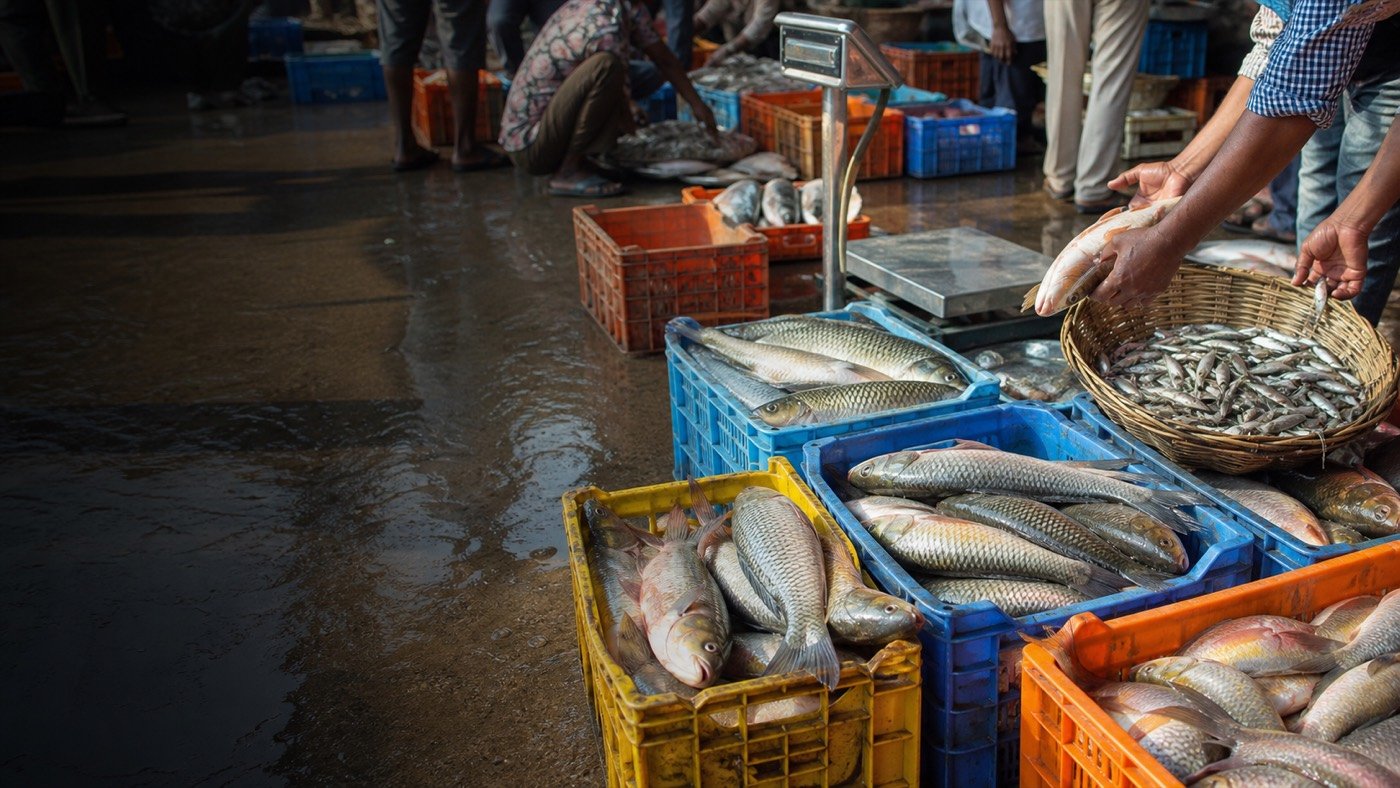 Fresh local fish arrival